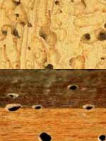 certibru plancher wood attack lyctus furniture beetle